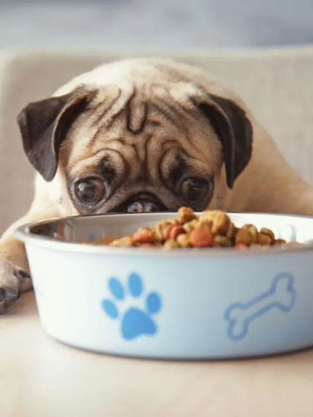 Top Picks: The Best Dog Bowls for Your Four-Legged Companion