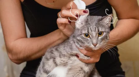 Cat ear cleaner