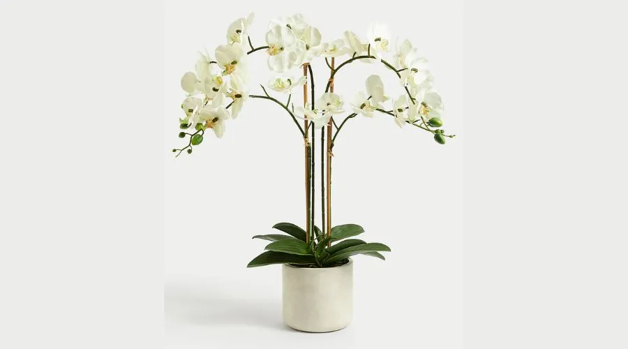 Moss & Sweetpea Artificial Real Touch Extra Large Orchid In Pot
