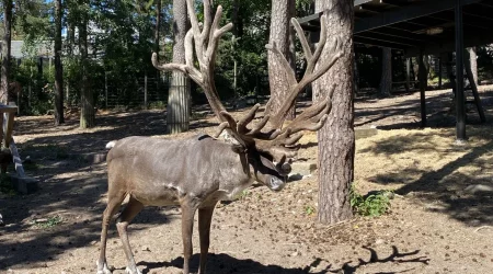 Korkeasaari Zoo