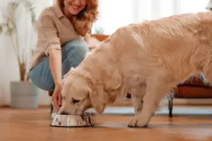 woman-feeding-her-dog-at-home_OR